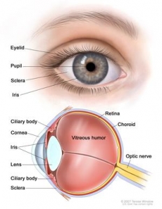 Cornea or Keratoconus Treatment