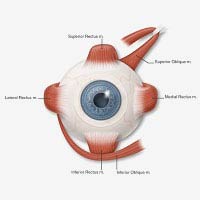 Paediatric Opthalmology & Squint Treatment in Mumbai